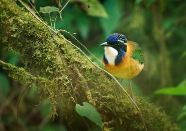 טיולים מאורגנים למדגסקר טיולים מאורגנים למדגסקר