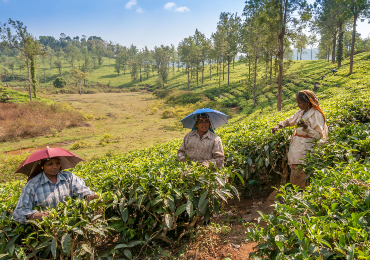 טיול מאורגן לדרום הודו טיול מאורגן לדרום הודו